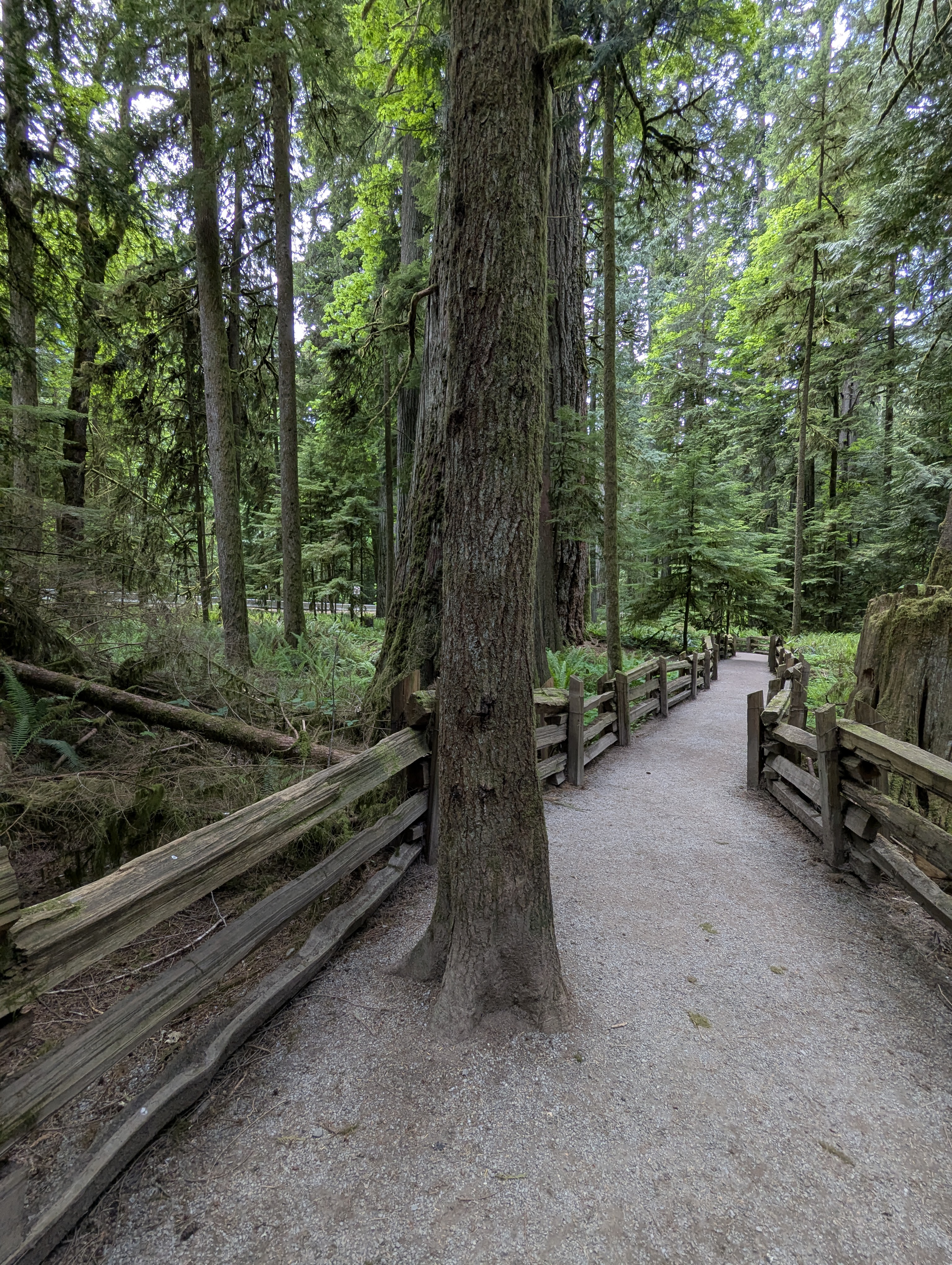 Birthday Trip to Canada, Cathedral Grove, Vancouver Island
